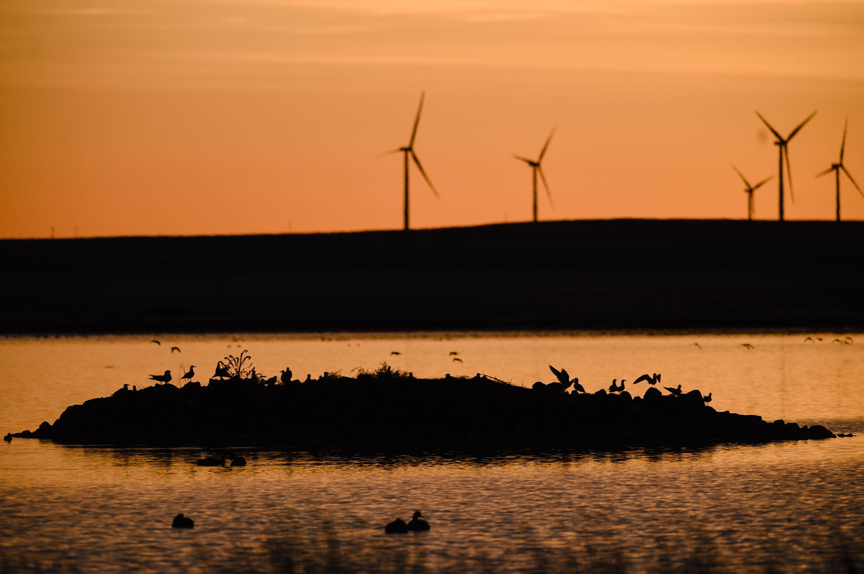Freezout Lake Snow Goose Migration